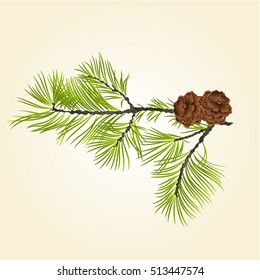 Conifer Branch Pine  with pine cones natural background vector illustration
