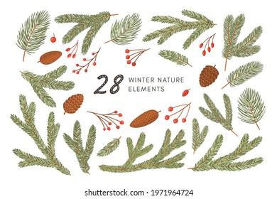 Conifer branches, cones and berries vector illustration set. Pine, spruce, fir tree branches and cones, rowan, rosehip berries. Winter nature botanical elements clipart