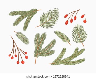 Conifer branches vector illustration set. Pine, spruce, fir tree branches with red berries, winter nature collection