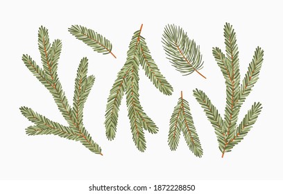 Conifer branches vector illustration set. Pine, spruce, fir tree branches, winter nature clipart