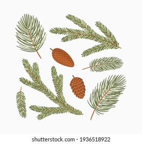 Conifer branches vector illustration set. Pine, spruce, fir tree branches and cones, winter nature clipart