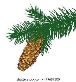 Conifer cone on pine tree branches, hand drawing in color pinecone with open scales on branches with needles. 