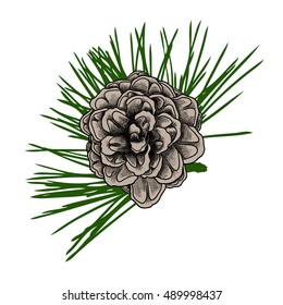 Conifer cone on pine tree branches, pine cone, hand drawing in color pinecone with open scales on branches with needles. 