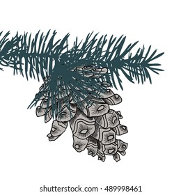 Conifer cone on pine tree branches, pine cone, hand drawing in color pinecone with open scales on branches with needles. 