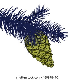 Conifer cone on pine tree branches, pine cone, hand drawing in color pinecone with open scales on branches with needles. 