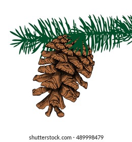 Conifer cone on pine tree branches, pine cone, hand drawing in color pinecone with open scales on branches with needles. 