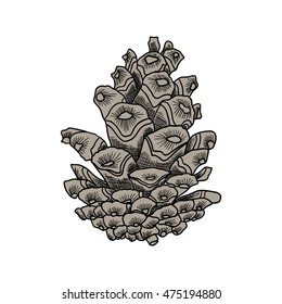 Conifer cone, pine cone, hand drawing in color pinecone with open scales