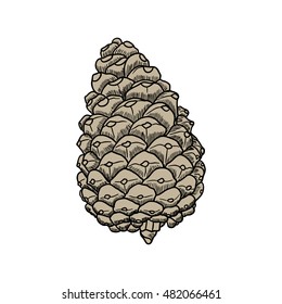 Conifer cone, pine cone, hand drawing in color pinecone with open scales