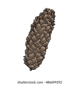 Conifer cone, pine cone, hand drawing in color pinecone with open scales
