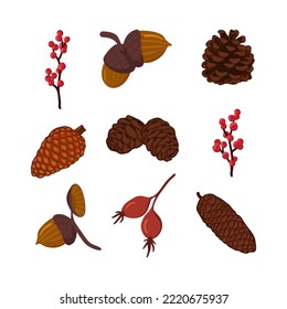 Conifer cones, acorns and berries vector illustration set. Pine, spruce, fir tree cones, rosehip berries. Winter nature botanical elements clipart