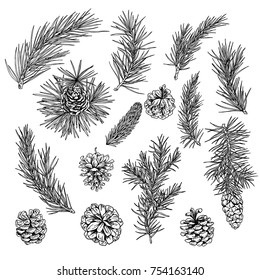 COnifer, fir, cones, winter decoration elements, hand drawn engraved illustration