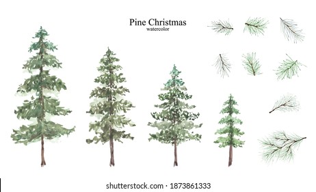 Conifer and pine branches watercolor isolated set