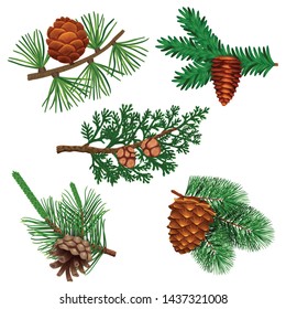 Conifer pine tree cone set with colourful isolated images of coniferous twigs with fir needle foliage vector illustration