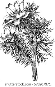 conifer plant , hand-drawing conifer plant , branch coniferous plants 
