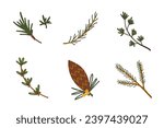 Conifer set. Pine cone, fir twig, spruce branch. Hand drawn modern vector isolated clipart