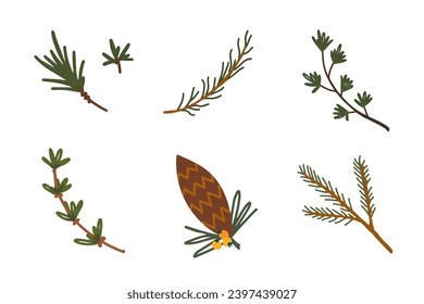 Juego de coníferas. Cono de pino, rama de abeto, rama de abeto. Vector moderno de mano aislado clítico