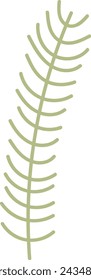 Conifer Tree Branch Vector Illustration