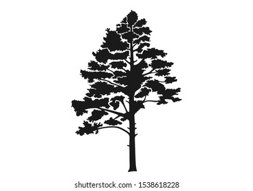 conifer tree silhouette. nature design element. pine isolated vector image in simple style