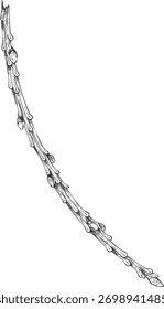 Esboço de galho de árvore conífera gravada ilustração vetorial desenhada à mão. Pinho, cipreste, Larca europeia, tronco de abeto, vara ou ramo isolado no branco. Natureza botânica floral único elemento de projeto