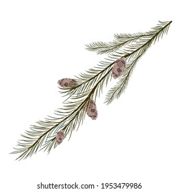 Coniferous branch with cones. Vector element for the design. Christmas illustration.