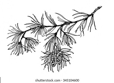 Coniferous branch with pine cones, vector illustration
