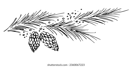 Coniferous branches and cones, snow. For Christmas, New Year's design. Simple vector drawing with black outline, ink sketch.