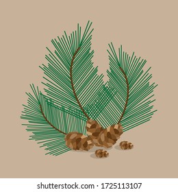 Coniferous branches with cones. Vector image, eps 10