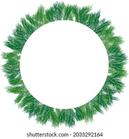 coniferous branches round frame, vector illustration isolated on white background, element for winter season or nature designs, celebratory wreath