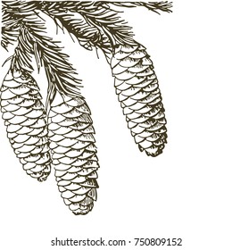 Coniferous branches of trees with cones: pine, spruce, fir, cypress, cedar, succulent, larch. Hand drawn vector illustration on a white background.