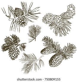 Coniferous branches of trees with cones: pine, spruce, fir, cypress, cedar, succulent, larch. Hand drawn vector illustration on a white background.