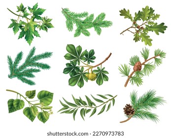 Coniferous and deciduous trees realistic set with branches of linden maple fir chestnut oak isolated vector illustration