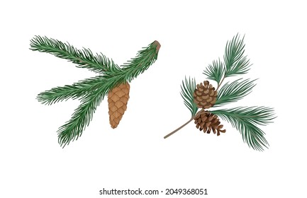 Coniferous Evergreen Tree Branch with Hanging Strobile and Needles Vector Set