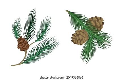 Coniferous Evergreen Tree Branch with Hanging Strobile and Needles Vector Set