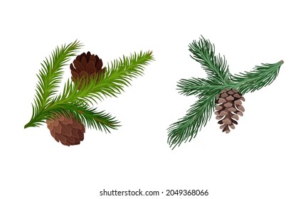 Coniferous Evergreen Tree Branch with Hanging Strobile and Needles Vector Set