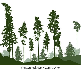 Coniferous forest, beautiful silhouettes of pines, fir trees, bushes. Vector illustration