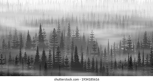 Coniferous forest in the morning fog, black and white landscape