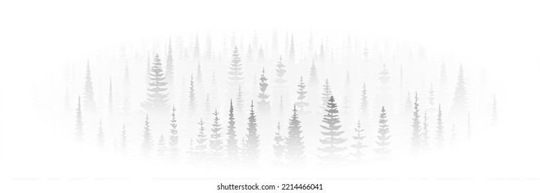 Coniferous forest in the morning fog, black and white landscape, vignette