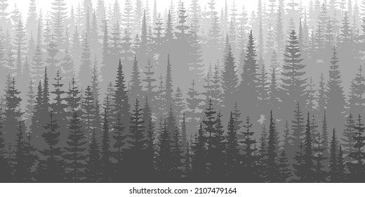 Coniferous forest in the morning haze, black and white landscape