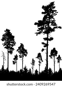 Bosque de coníferas, silueta de pinos, paisaje vertical después de la deforestación. Ilustración del vector
