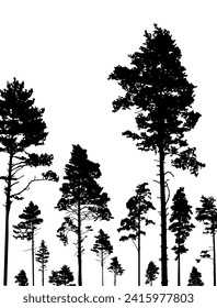 Coniferous forest, silhouette of pine trees, vertical landscape after deforestation. Vector illustration