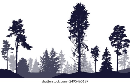 Coniferous forest, silhouette of pine trees and spruces, beautiful landscape. Vector illustration