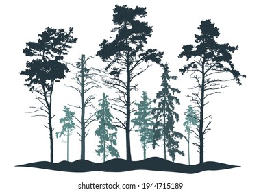 Coniferous Forest Silhouette. Realistic Pine And Fir Trees. Vector Illustration