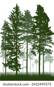 Coniferous forest with tall pine trunks and grass. Vertical silhouette of beautiful landscape. Vector illustration