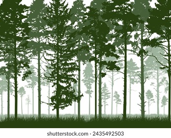 Coniferous forest with tall pine trunks and grass. Silhouette of beautiful landscape. Vector illustration