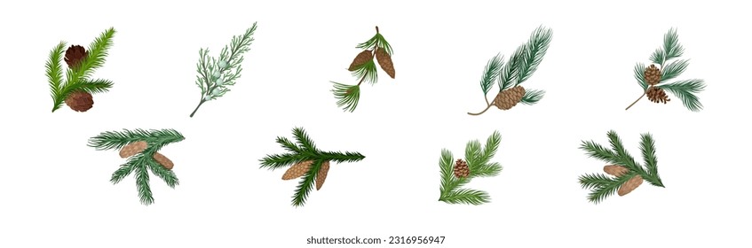 Coniferous Green Branch and Twig with Needles and Cone Vector Set