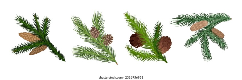 Coniferous Green Branch and Twig with Needles and Cone Vector Set