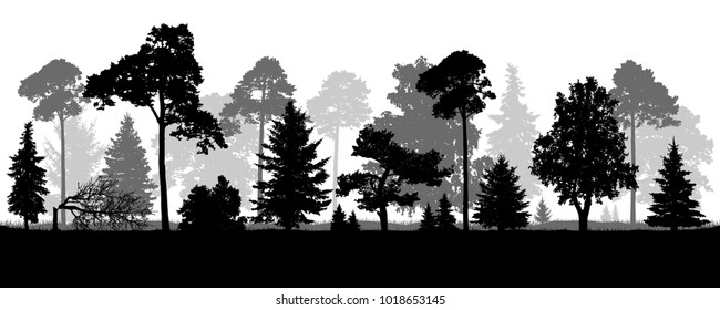 Coniferous Natural Forest Trees Set Silhouette. Background Of Nature Wood