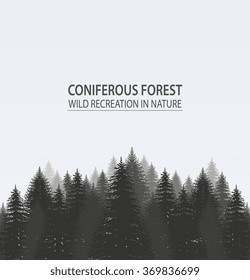 Coniferous pine forest. Camping