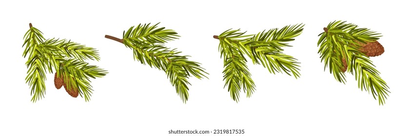 Coniferous Pine Green Branch and Twig with Needles and Cone Vector Set