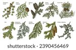 Coniferous plants branches vector set